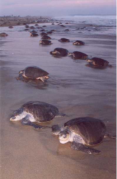Torgua Lepidochelys olivacea